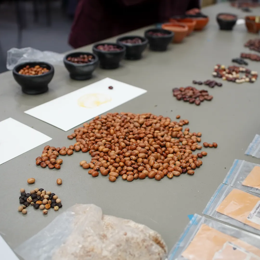 Multiple variety of beans on a grey table.