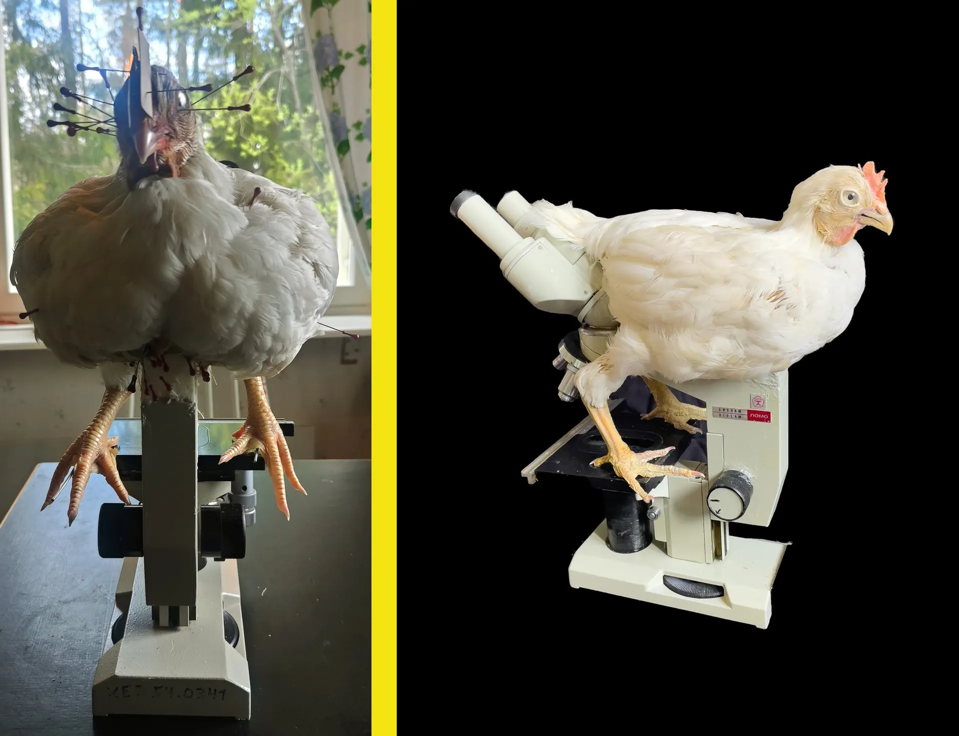 Photo of a sculpture that mixes a chicken and a microscope.