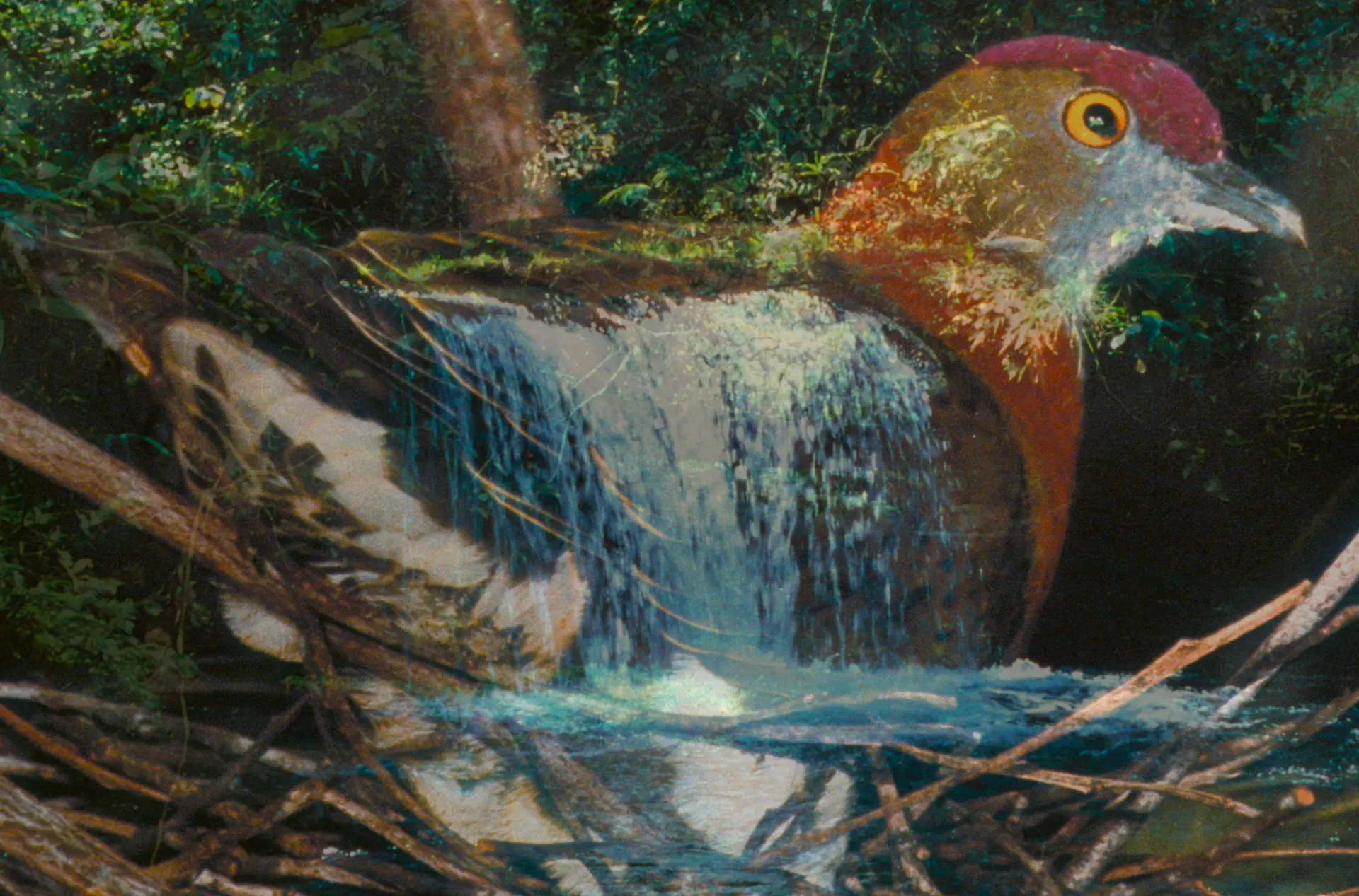 Still from the documentary with superimposed image of waterfall and colorful bird